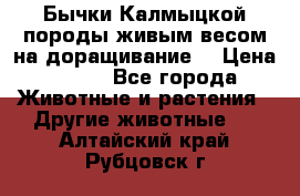 Бычки Калмыцкой породы живым весом на доращивание. › Цена ­ 135 - Все города Животные и растения » Другие животные   . Алтайский край,Рубцовск г.